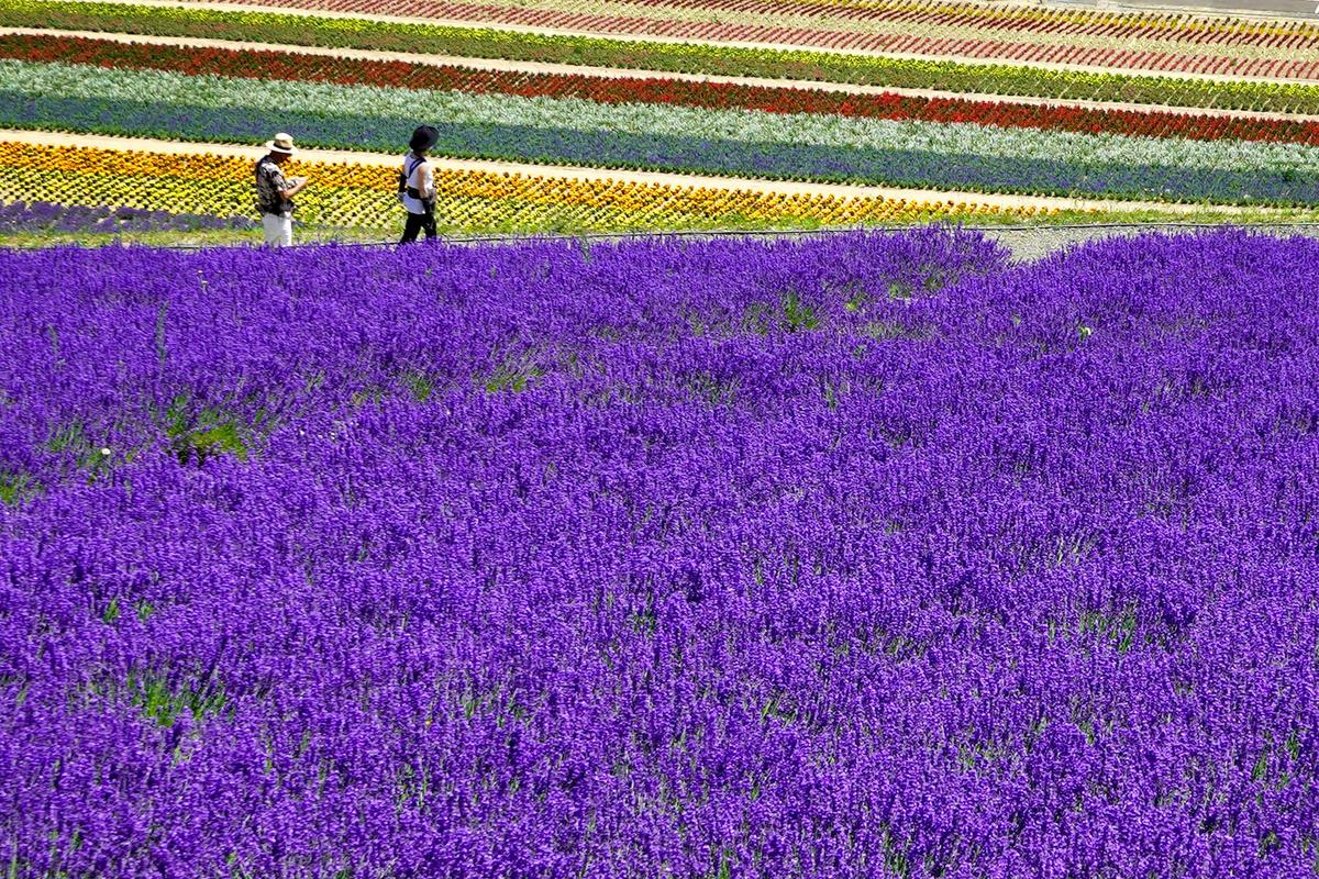 Un champ de lavande en fleur à Furano, en été