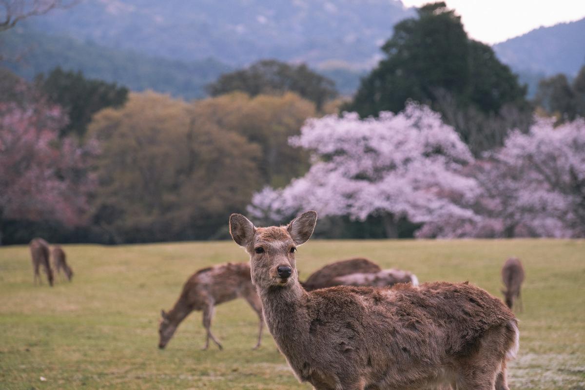 Des daims dans le parc de Nara